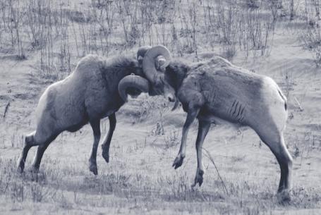 two rams butting heads